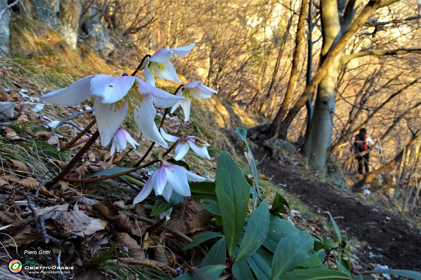 81 Ellebori in fiore.JPG